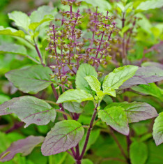 Krishna Tulsi - Herb Seeds
