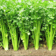Celery - Organic Herb Seeds