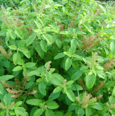 Rama Tulsi - Herb Seeds
