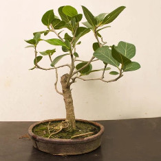 Banyan tree Bonsai - Plant