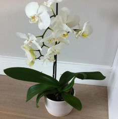 Phalaenopsis sp. - Plant