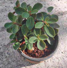 Peperomia rubella - Succulent Plant
