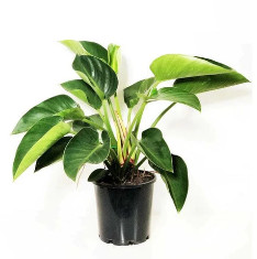 Philodendron Congo, Philodendron Tatei - Plant