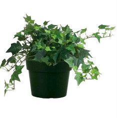 Hedera Helix, English Ivy - Plant