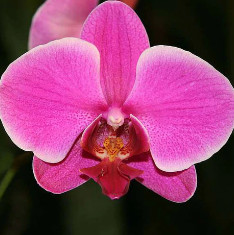 Phalaenopsis Pink - Plant