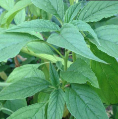 Green Amaranth, Green Cholai - Vegetable Seeds
