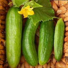Cucumber Beit Alpha - Vegetable Seeds