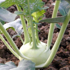 Knol Khol White - Desi Vegetable Seeds