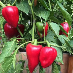 Pepper Sky BOR 10 - Vegetable Seeds