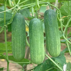 Cucumber Green - Organic Vegetable Seeds
