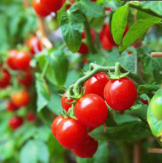 Tomato Cherry Red - Organic Vegetable Seeds