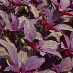 Red Amaranth, Red Cholai - Vegetable Seeds
