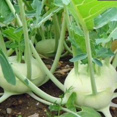 Knol Khol F1 Hybrid - Vegetable Seeds
