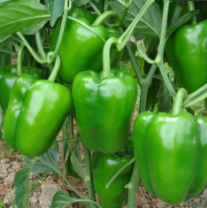 Capsicum Green - Desi Vegetable Seeds