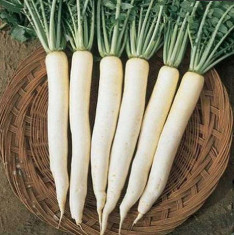 Radish F1 Great Long White - Vegetable Seeds