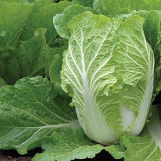 Cabbage Chinese - Organic Vegetable Seeds