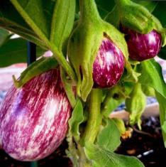 Brinjal Purple Round - Desi Vegetable Seeds