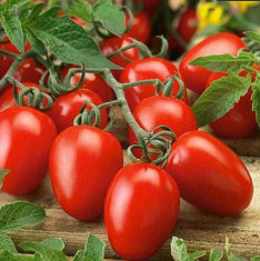 Tomato Pusa Ruby - Desi Vegetable Seeds