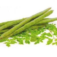Moringa Oleifera, Drum Stick Rama PK - 115 - Vegetable Seeds